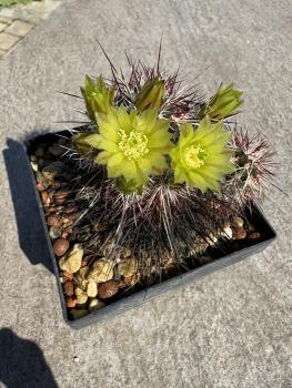 Echinocereus viridiflorus